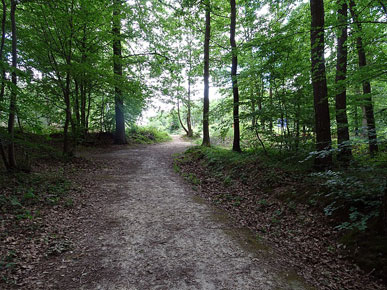 La forêt d'Évreux Photo